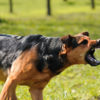 Most Aggressive Dogs Breeds