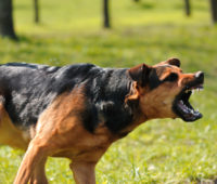 Most Aggressive Dogs Breeds
